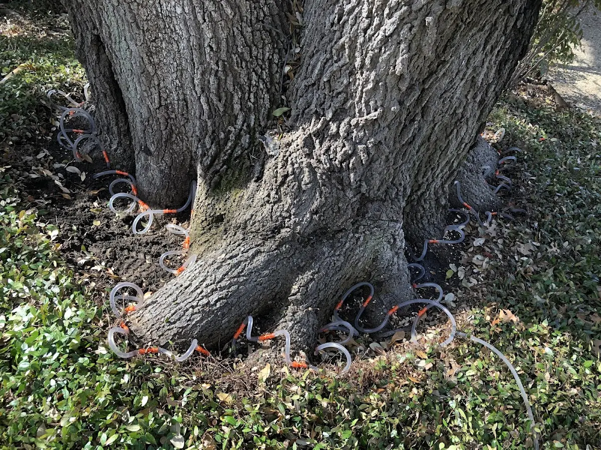 Detailed Tree Cabling and Bracing job site in Grampian