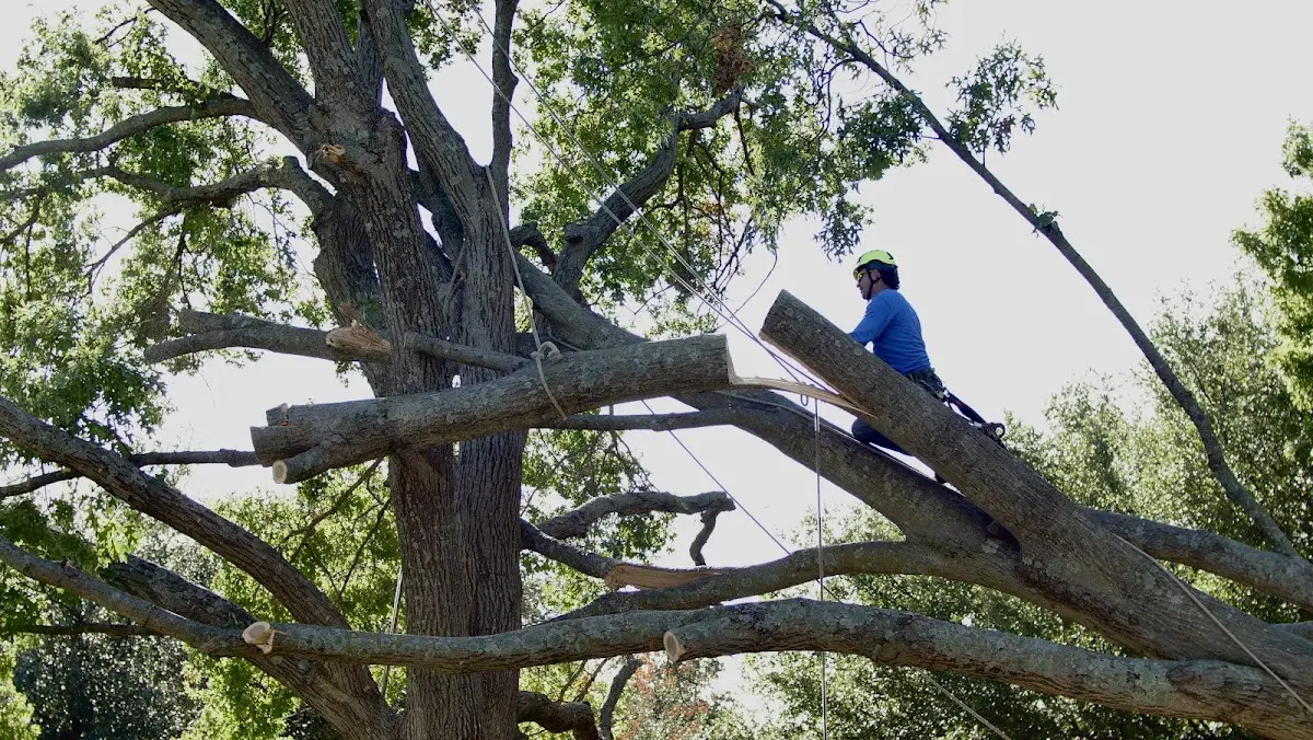 Professional Crown Thinning performed by certified arborists in Grampian