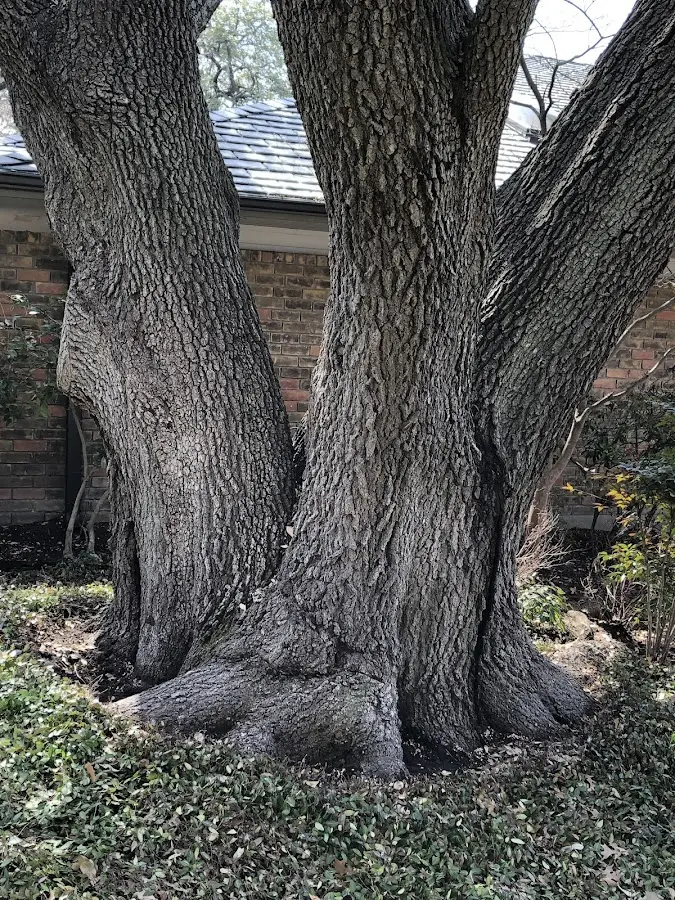 Mature heritage tree close to a Grampian property cared for by certified arborists